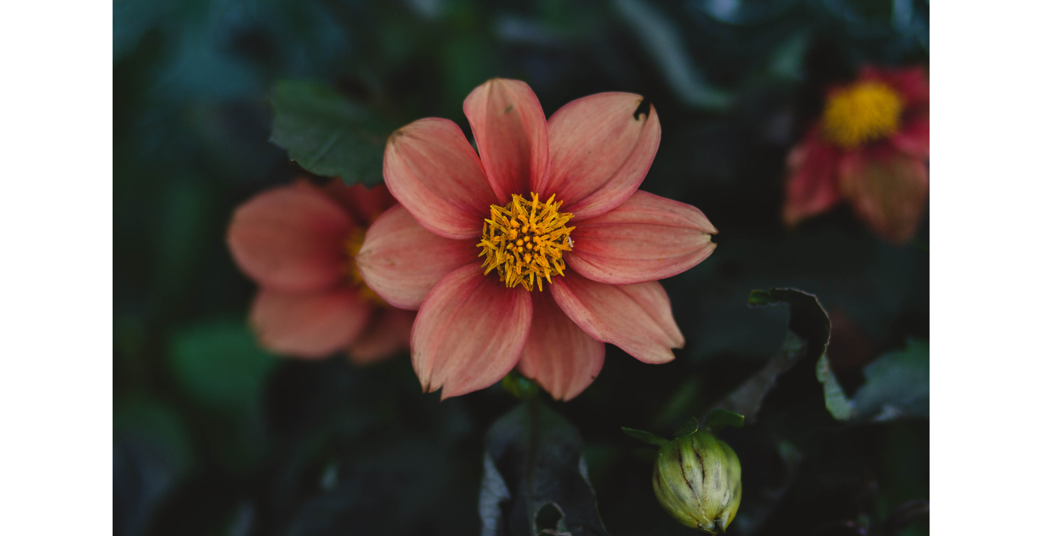 Alanna Krowiak Coaching